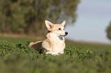 CORGI PEMBROKE 653